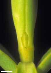Veronica brachysiphon. Leaf bud with acute sinus. Scale = 1 mm.
 Image: W.M. Malcolm © Te Papa CC-BY-NC 3.0 NZ